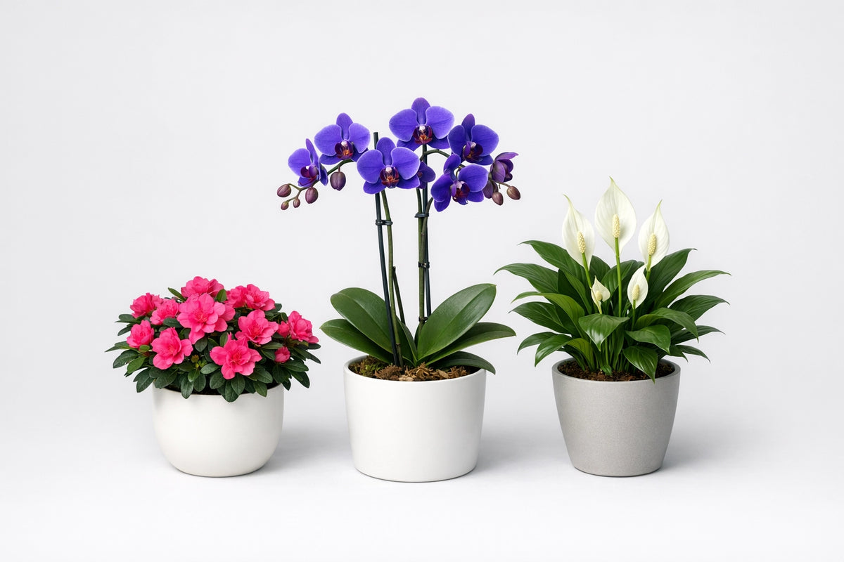 Piante da fiore da interno