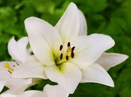 Bulbi di Lilium Asiatic White Bianco 14/16 – Fioritura elegante e pura