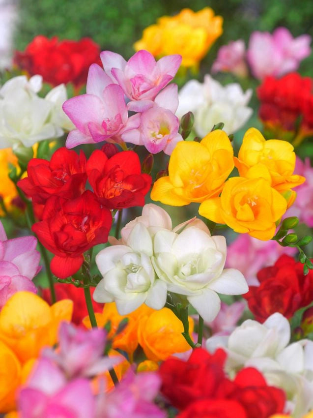 10 bulbi di FREESIA DOPPIA MIXED 5/6