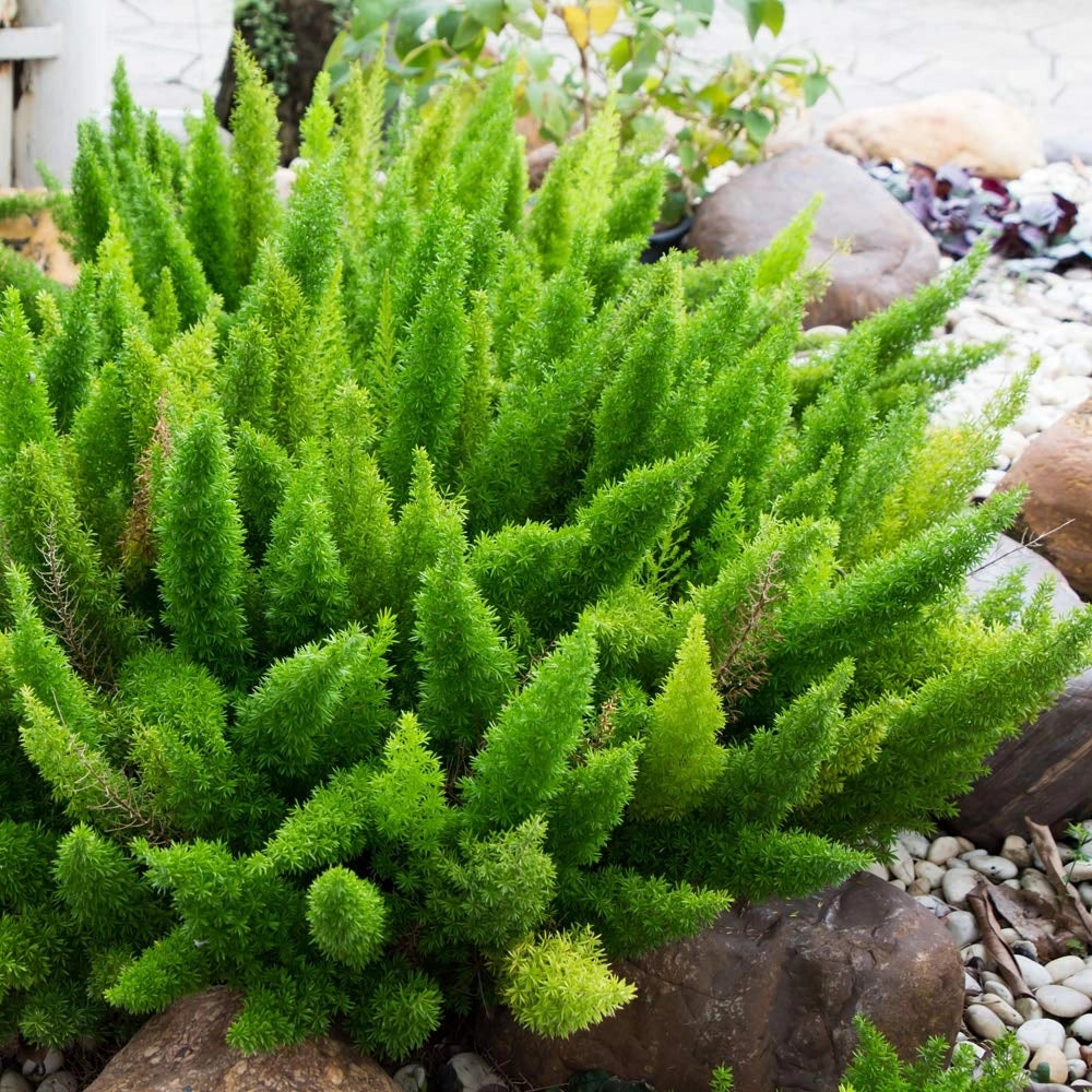 Pianta asparagus densiflorus myersii vaso 24cm foto reali