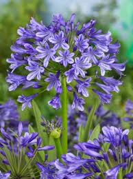Bulbi di Agapanthus Blu I – Fioritura elegante e duratura