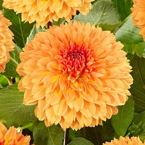 Bulbi di Dalia Ludwig Helfert Arancio – Decorativa brillante