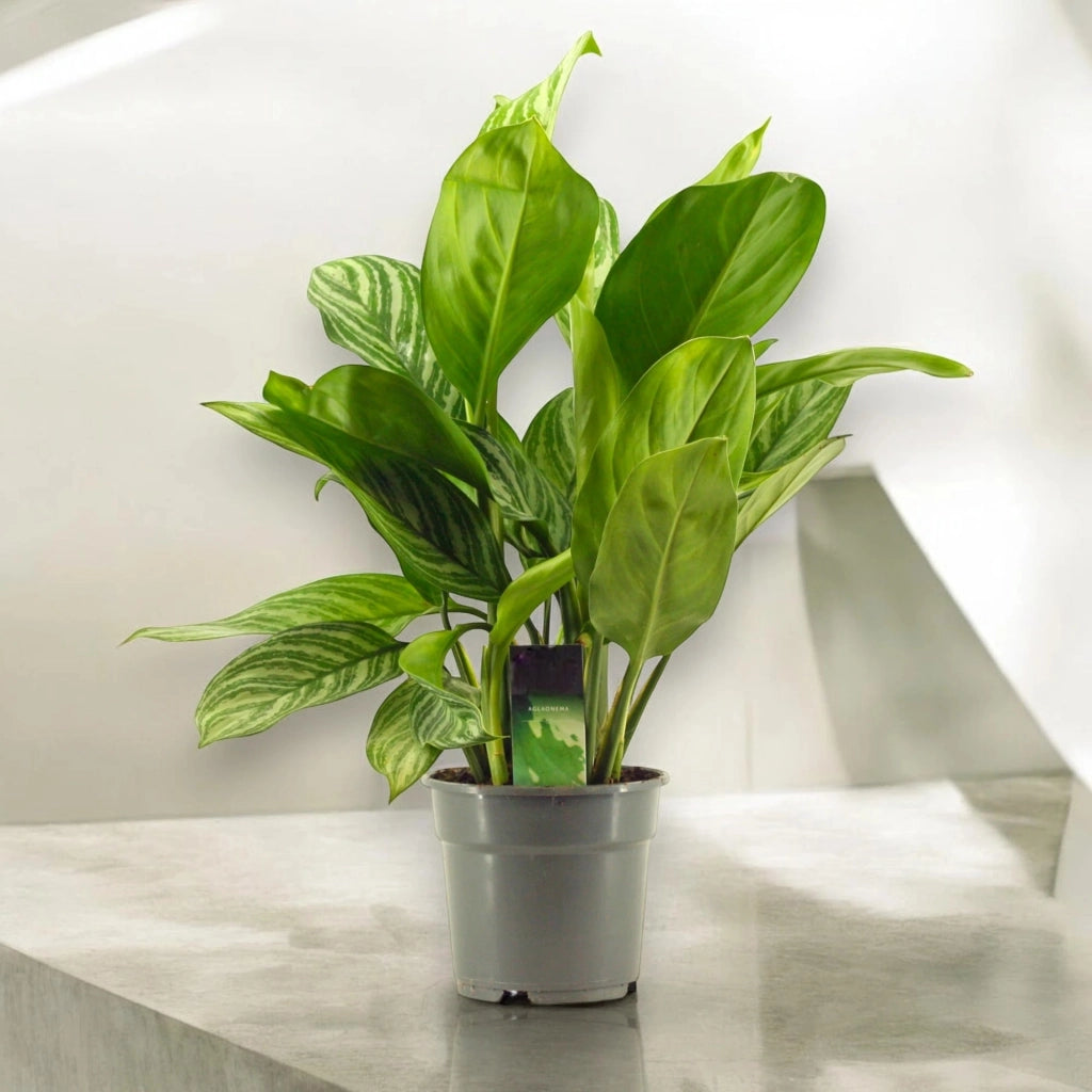 Gardenaria Aglaonema 'Stripes' - Pianta da interno ornamentale Altezza: 65 cm (vaso 17)