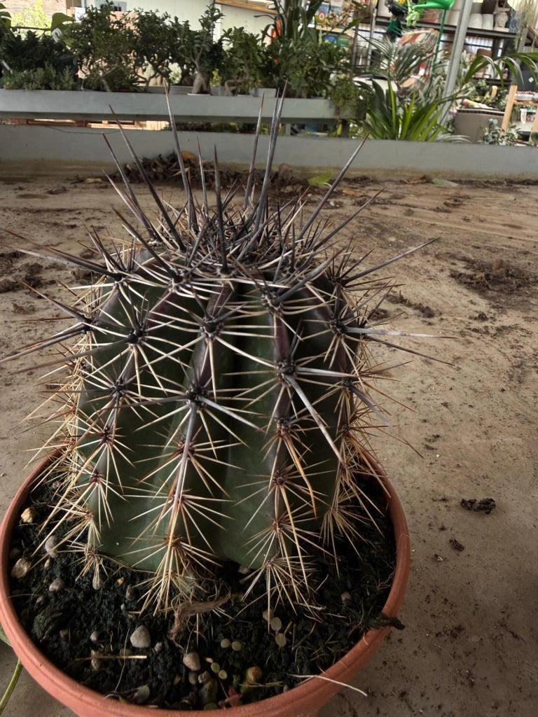 Cactus Saguaro (Carnegiea gigantea) in vaso 13 cm