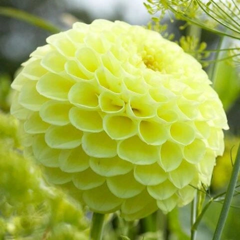Bulbi di Dalia Deepest Yellow / Golden Sceptre Gialla