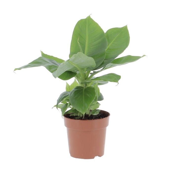Musa Dwarf Cavendish – Pianta di Banano Nano - Foto Reali H 100cm